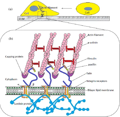 Figure 2.6: Integrin-mediated cell adhesion to the ECM. (a) Suspension cell adhere to the surface of ECM