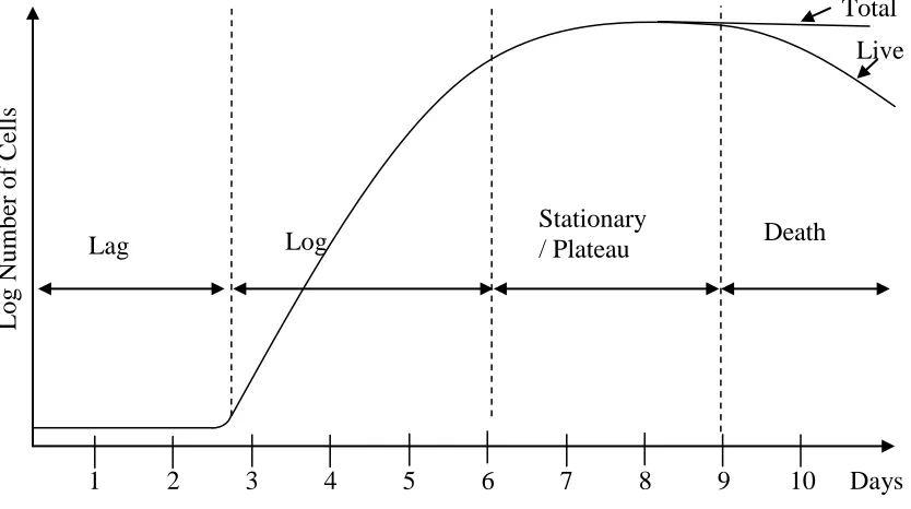 Figure 2.7: Different phases of cell growth [50] 