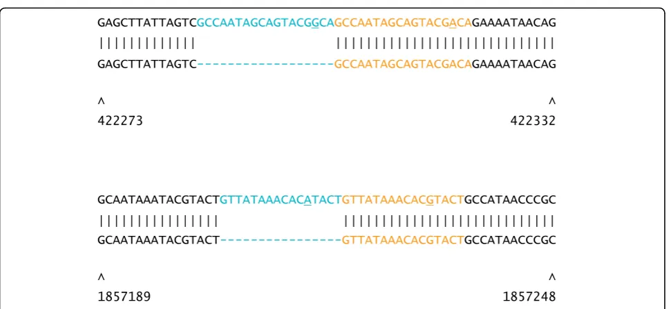 Figure 7 Common deletion in Y. pestis 97A-7970 and La Paz. The 102 kb deletion is depicted on the La Paz chromosome, as in Figure 1.Positions of flanking IS100 elements on the CO92 chromosome are indicated.