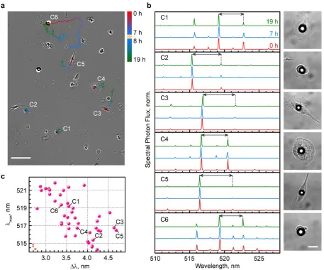 Figure 3. Application of emission from intracellular lasers as tags for tracking and identification 