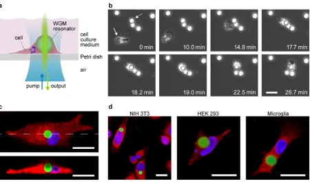 Figure 1. Self-sustained lasing from live cells containing intracellular optical resonators