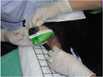 Figure 4 experimental model designed for taking impressions of the dog’s teeth by using an ad hoc recipient device (an adapted half bottle of plastic) and alginate.Notes: The procedure must be performed under general anesthesia in the case of living dogs