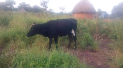 Figure 10. Crossbred (White Fulani by Savannah Muturu) Savannah Muturu cattle with long horn characteristics of the hump long horn bunaji cattle breed.