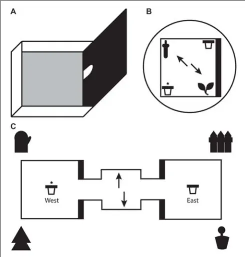 Figure 1). All three boxes were detachable from each other.Each test box had 3 low walls (8 cm) and 1 high wall (50 cm).