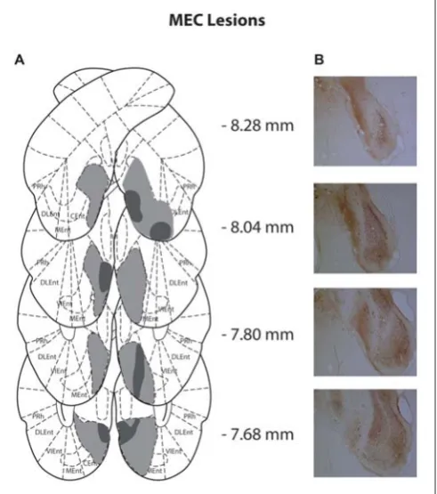 FIGURE 2 | (A) Schematic representation of medial entorhinal cortex (MEC)lesions for rats with the greatest (light gray) and least (dark gray) damage.Representations of coronal sections have been adapted from Paxinos andWatson (2007) at −8.28 mm, −8.04 mm,
