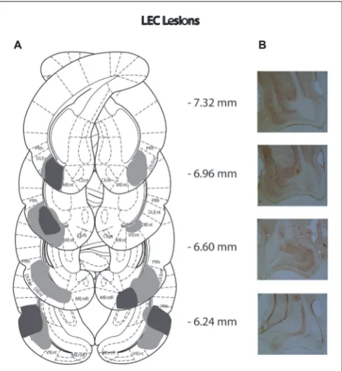 FIGURE 3 | (A) Schematic representation of lateral entorhinal cortex (LEC)lesions for rats with the greatest (light gray) and least (dark gray) damage.Representations of coronal sections have been adapted from Paxinos andWatson (2007) at −7.32 mm, −6.96 mm