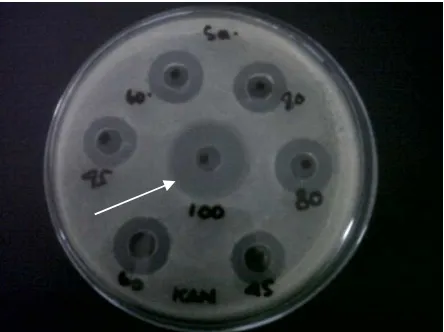Figure 1. Inhibition activity of concentrate of free cells probiotic fermentation liquid (100) against  Staphylococcus aureus growth on the nutrient agar medium compared with kanamycin at concentration of 45, 60, and 80 ppm  