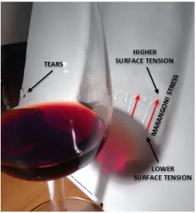 Figure 2.  Photo of tears of wine and illustration of Marangoni Effect 