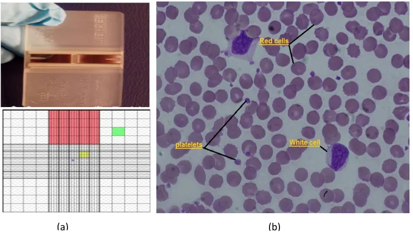Figure 1.1: (a) Haemocytometer, and (b) blood cells type image in blood sample 