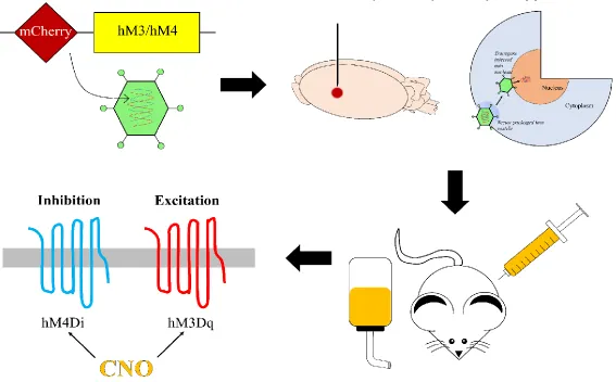 Figure 5.1: Illustrates the process by which DREADDs-engineered receptors are introduced and modulated in vivo  