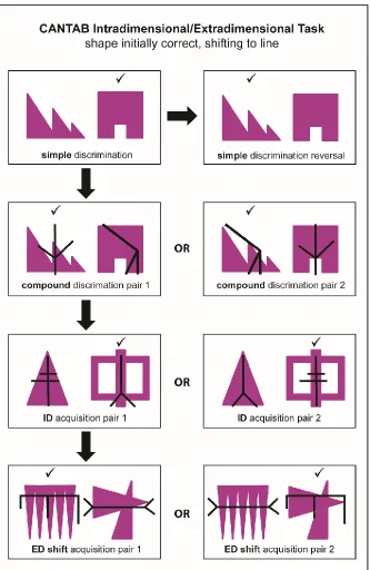 Figure 1.3: Sample stimuli and test procedure from the CANTAB, which is a two-choice visual discrimination task