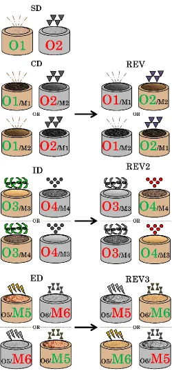 Figure 1.4: Sample stimuli and typical task procedure of the rodent attentional set-shifting task
