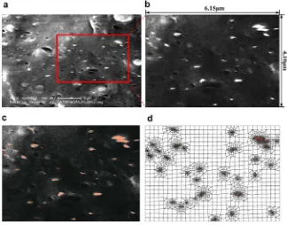 Figure 12. Typical example of creating OOF model of PP/organoclay nanocomposites  (5 wt% in clay content): (a) original SEM image, (b) captured SEM image portion, (c) image segmentation using pixel selection, and (d) finite element mesh (highlighted region