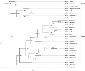 Figure 2. NJ tree of 28 samples of Quercus and one Trigonobalanus (outgroup) based on presence/ab-sence data of 19,916 MIG-seq loci