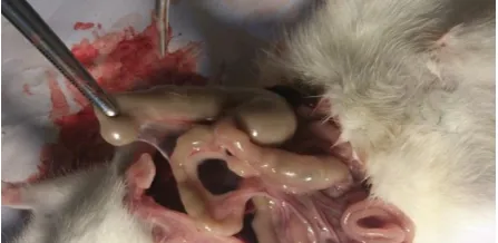 Figure 1. Fourth-degree intra-abdominal adhesion in a rat receiving normal saline (control group)