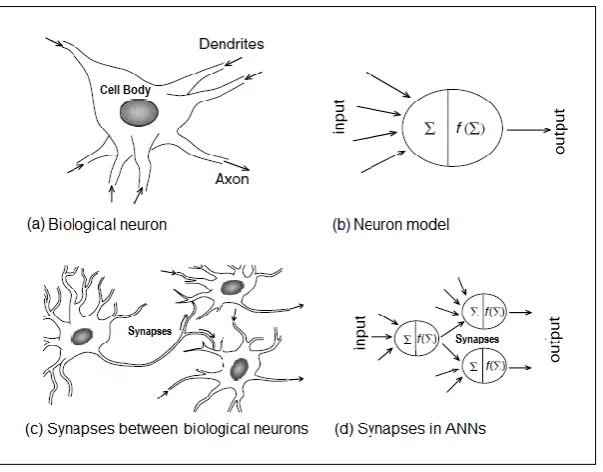 Figure 2.2: Neuron and its representation (Samarasinghe, 2006) 