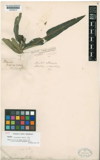 Figure 7. Specimen selected as the lectotype of M. attenuata, Burchell 7865 (K000600418)