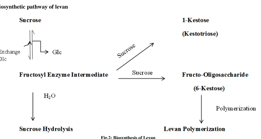 Fig.2: Biosynthesis of Levan 