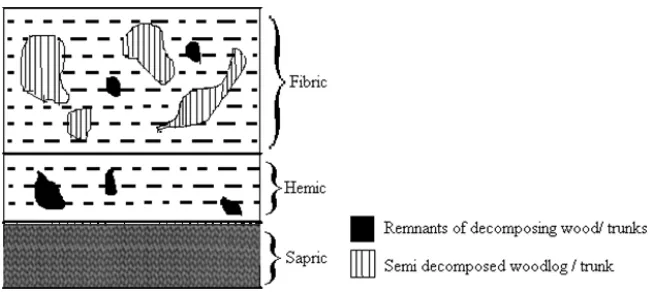 Figure 2.4  Profile morphology of drained organic soil (Mutalib et al., 1992) 