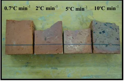 Fig. 5. Cross-sections of beams with 5% CBs ﬁred at 0.7 °C min−1, 2 °C min−1, 5 °C min−1and 10 °C min−1 heating rates.