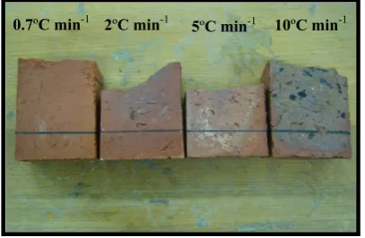 Fig. 5. Cross-sections of beams with 5% CBs ﬁred at 0.7 °C min−1, 2 °C min−1, 5 °C min−1and 10 °C min−1 heating rates.