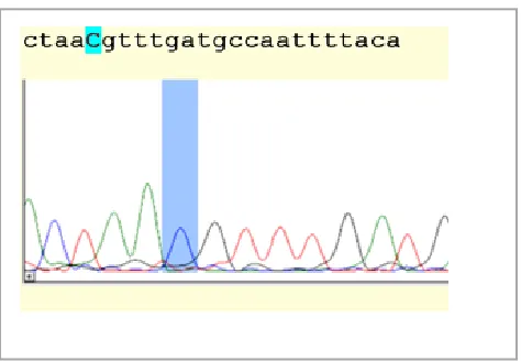 Figure 1B: Sequence analysis of CC genotype 