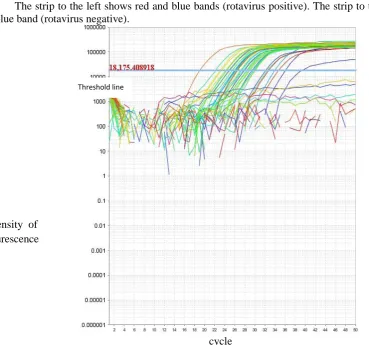 Fig.(2): ICT for rotavirus detection.The strip to the left shows red and blue bands (rotavirus positive)