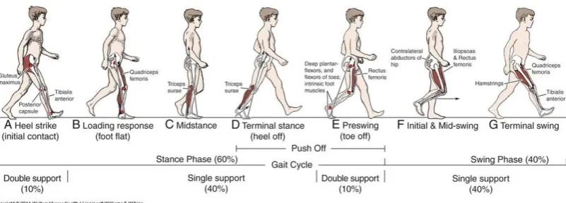 Figure 2.1: A normal gait cycle and its phases. 