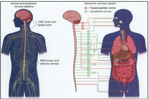 Figure  2. 2  :  Nervous System (Eric Chudler, 2013) 