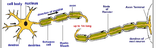 Figure  2.3  :  Structure of a neuron (Mark Rothery biology web) 