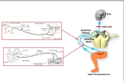 Figure  2.4  :  Sensory neuron and motor neuron system  