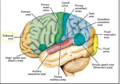Figure 2.5  :  Basic functional brain map (Universe-review.ca, n.d.) 