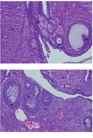 Fig. 2. Hematoxylin and eosin staining in ovarian tissue in the control group