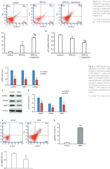 Fig. 3. A,B – Flow cytometry analysis for apoptosis of L929 cells exposed to 90% O2 with rapamycin intervention; C – MTT assay for cell viability of L929 cells 90% O2 with rapamycin intervention