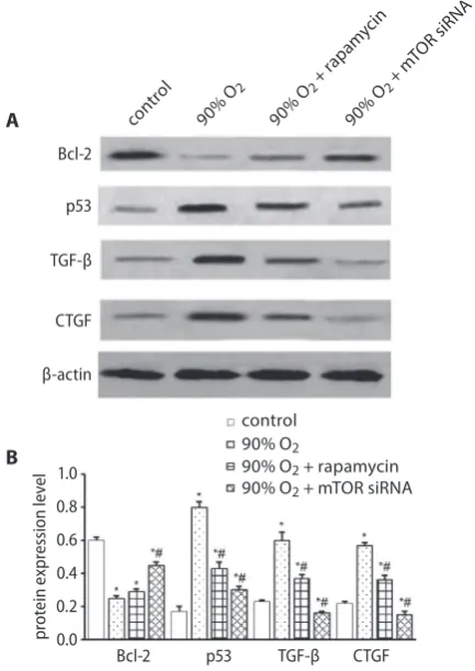 Fig. 5. A – western blot analysis of the protein expressions of Bcl-2, p53, TGF-β, and CTGF in the control, 90% O2, 90% O2 + rapamycin, and 90%  O2 + mTOR-siRNA L929 cell groups; B – relative density of western blot bands was analyzed using ImageJ software