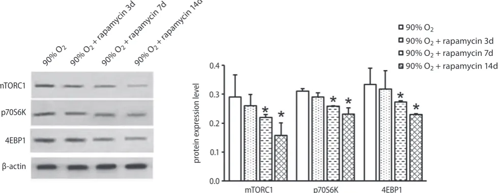 Table 3. The concentrations of TGF-β, CTGF and col I in the lung tissue determined with ELISA (n = 6)