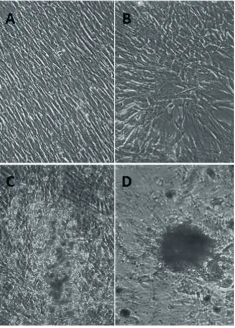 Fig. 2. Von Kossa staining of BMSCs with or without cajanine treatment under the osteogenic induction conditions