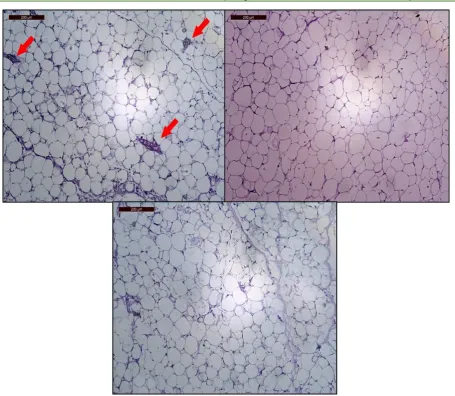 Figure 7:  Epididymal fat sections stained with H&E (100X). Upper left: Animals receiving phentermine for 4 weeks (Ph