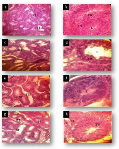 Figure 5:  treated group, (g) and (h) cadmium and radish seeds extract treated group. The (a), (c), (e) and (g) were magnified x100, while the (b), Histological sections of the testes; the control (a) and (b), (c) and (d) cadmium-treated group, (e) and (f)