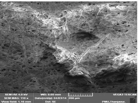 Fig. 2 SEM image of recycled paper (without any additives)   