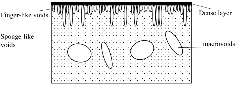 Figure 1.2: Ceramic Membrane Structure fabricated via phase inversion [15] 