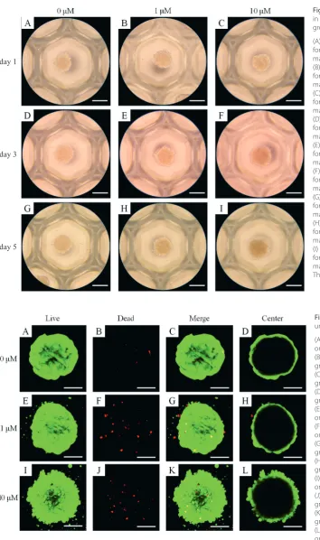 Fig. 1. Morphology of cell spheroids cultured 