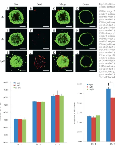 Fig. 3. Qualitative results of cellular viability under a confocal microscope on day 5