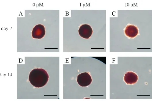 Fig. 9. Mineralization assay using alizarin red S staining