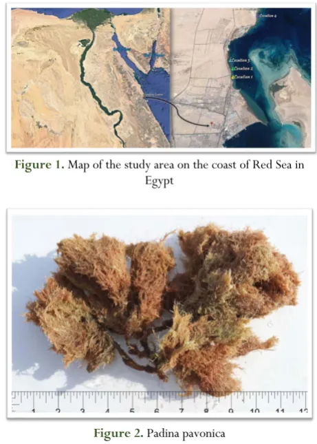 Figure 1. Map of the study area on the coast of Red Sea in Egypt 