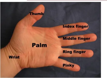 Figure 1: Human hand.