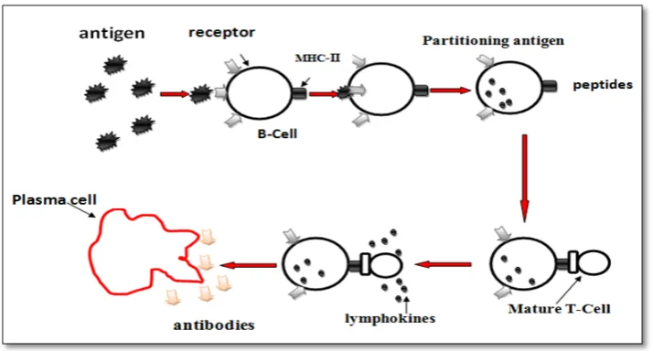 Figure 2.1:Partitioning an Antigen and Proliferation of a B-Cell into a Plasma Cell  