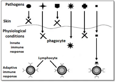 Figure 2.2: Multi-layer Structure of Immune System   