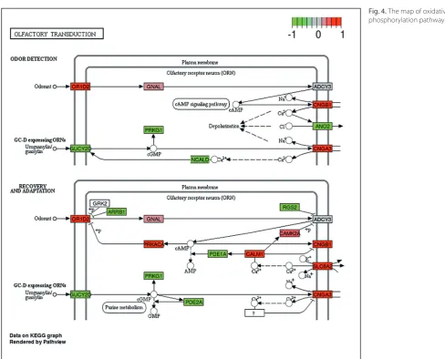 Fig. 4. The map of oxidative 