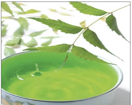 Figure 2: Neem